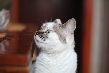 Obraz premium White fluffy cat looks fun on a dining table. Close-up portrait