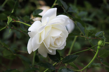 Beautiful bright white rose growing in the garden.
