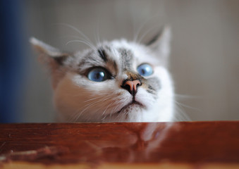 White fluffy cat looks fun on a dining table. Close-up portrait