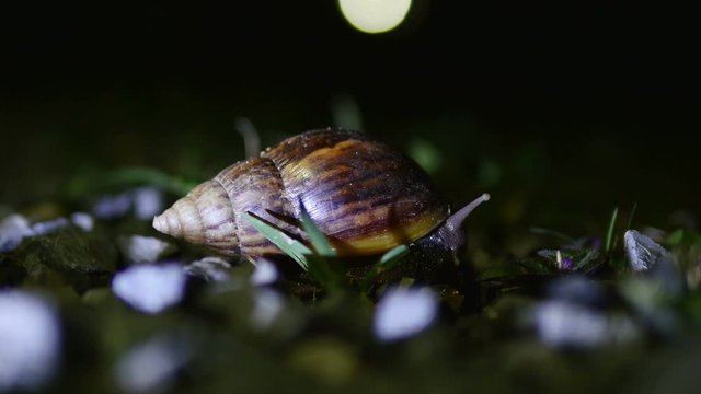 large snail crawling at night.Giant clam