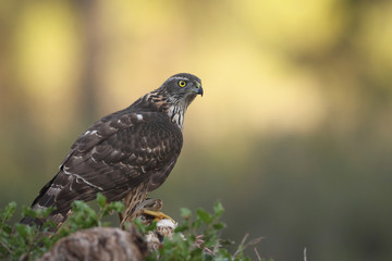 Eurasian Goshawk