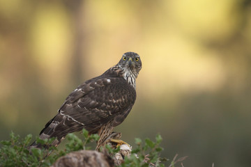 Eurasian Goshawk