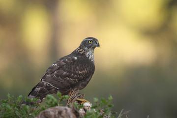 Eurasian Goshawk
