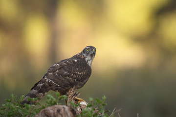 Eurasian Goshawk