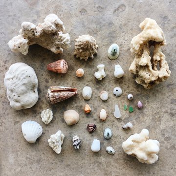Collection of seashells and coral 