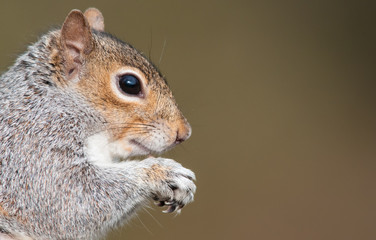 Grey Squirrel