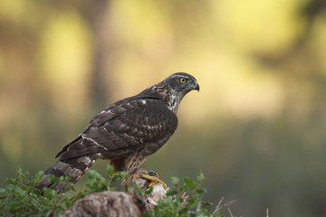 Eurasian Goshawk
