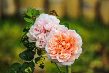 Beautiful bright orange rose growing in the garden.