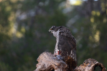 Eurasian Goshawk