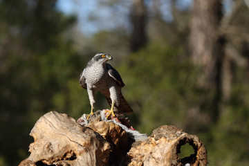 Eurasian Goshawk