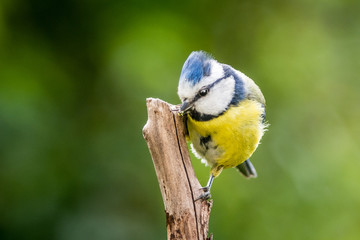 Blue Tit