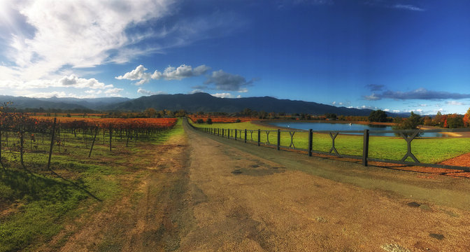 Ukiah Vineyard