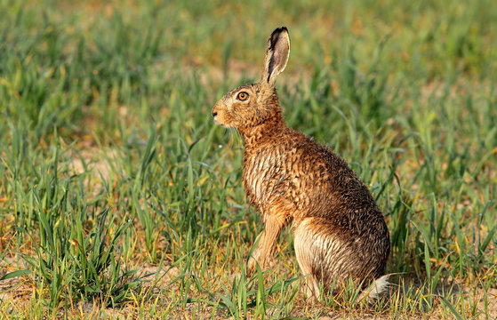 Zając szarak ( Lepus europaeus )