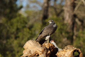 Eurasian Goshawk