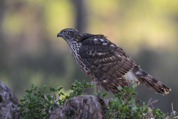 Eurasian Goshawk