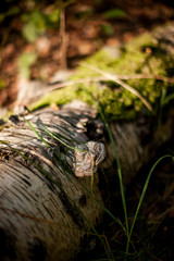 Wald und Natur