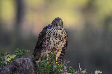 Eurasian Goshawk