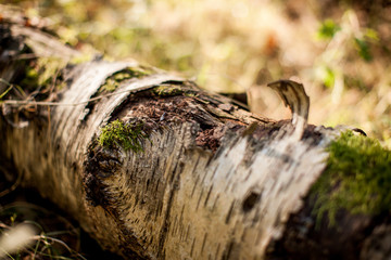 Wald und Natur