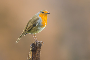 Robin