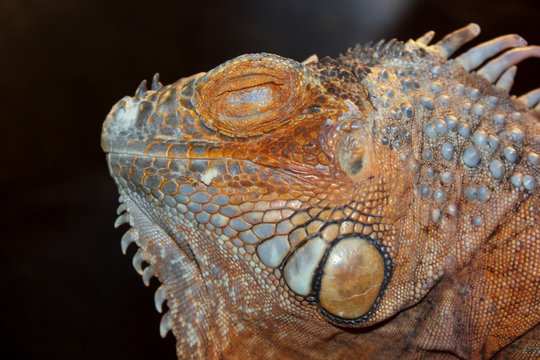 Iguana head with spike on dark background