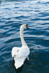 Obraz premium White swan on the lake in Zurich, Switzerland