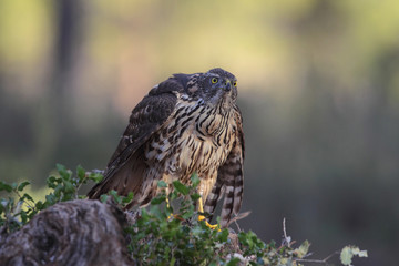 Eurasian Goshawk