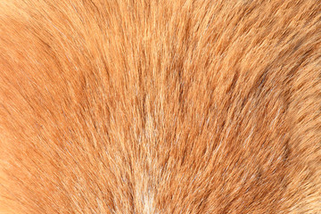 short dog fur texture