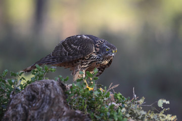 Eurasian Goshawk