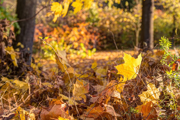 autumn maple leaves
