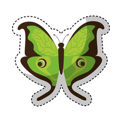 cute butterfly isolated icon vector illustration design