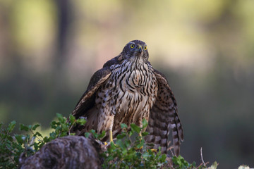 Eurasian Goshawk