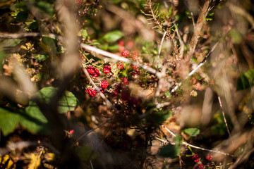 Wald und Natur