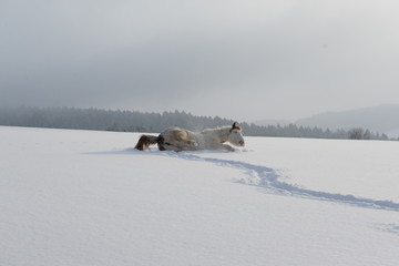 a short rest, paint horse laying down into fresh snow