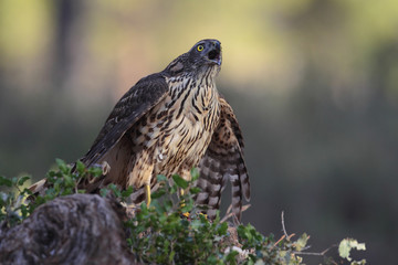 eurasian goshawk rare bird