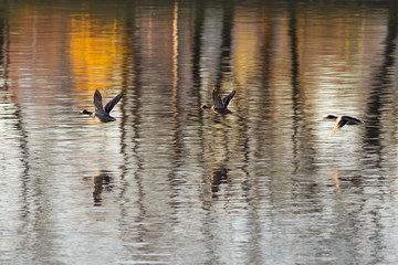 three ducks in flight