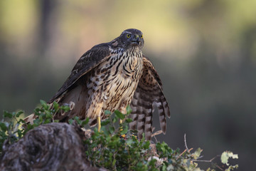 eurasian goshawk rare bird