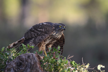 eurasian goshawk rare bird