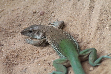 Lizard
