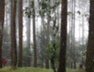 Blurred misty pine forest background,Blurred tree background,Blurred green forest background