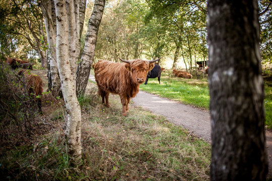 zottelige Hochlandrinder am Wegesrand