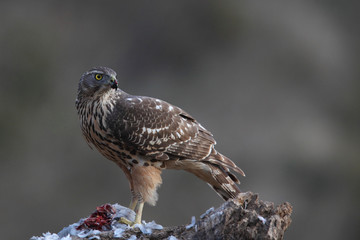 eurasian goshawk rare bird