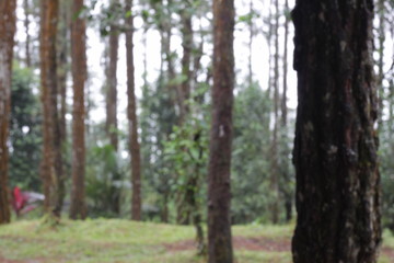 blurred nature background, blurred tree background, abstract nature background not in sharpness