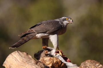 eurasian goshawk rare bird