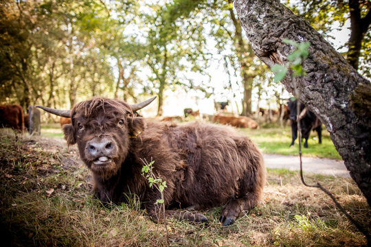 zottelige Hochlandrinder am Wegesrand