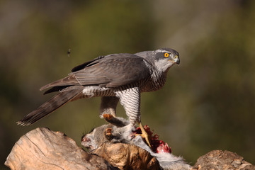 eurasian goshawk rare bird