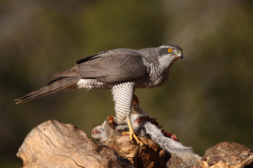 eurasian goshawk rare bird