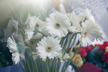 Fresh white gerbera flowers at floral shop, closeup