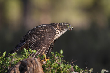 eurasian goshawk rare bird