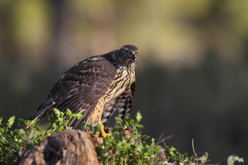 eurasian goshawk rare bird