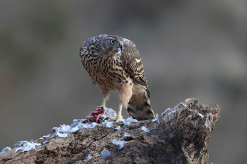 eurasian goshawk rare bird
